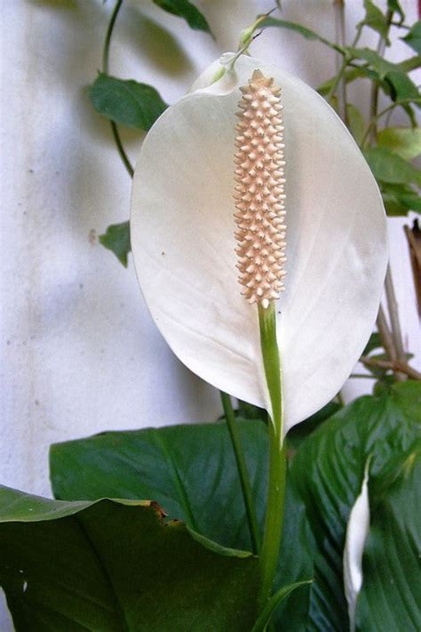 Peace Lily Meaning Symbolism And Spiritual Insights