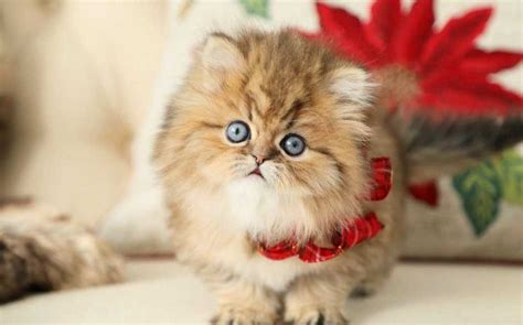 En Güzel Kedi Resimleri Evcil Hayvan Bloğu