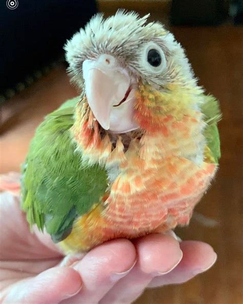Green Cheek Conure Conure Parrots Funny Bird Pictures Pet Birds