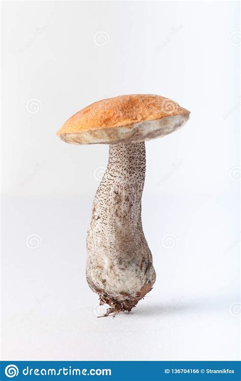 Autumn Harvest Of Wild Mushroom Isolated On The White Background Stock