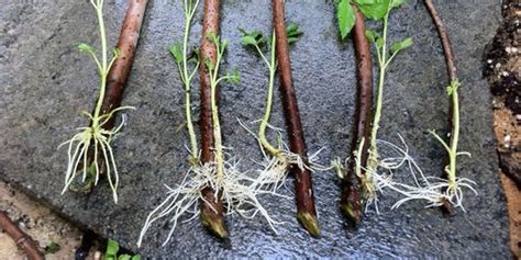 How To Root Elderberry Cuttings Norms Farms