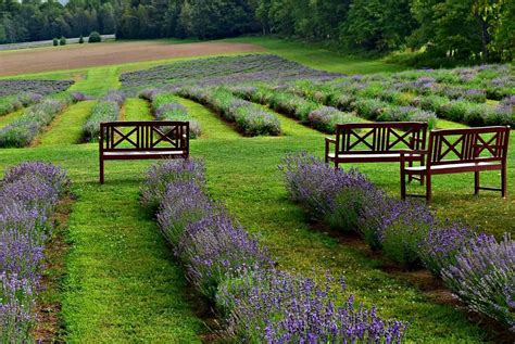 We did not find results for: Finding Lavender Bliss in a Surprising Place - Travel ...