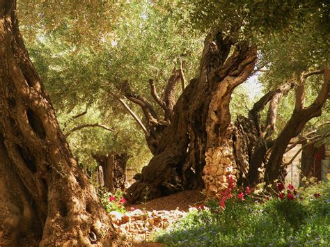 A Pinch Of Salt July 2010 Garden Of Gethsemane Tree Mount Of Olives