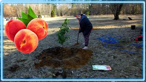Planting Peach Trees Youtube