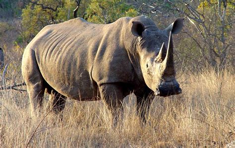 Rhinoceros Endangered Animals Facts Wildlife Pictures And Videos