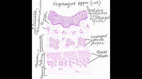 Learn To Make Histological Diagram Of Esophagus Youtube