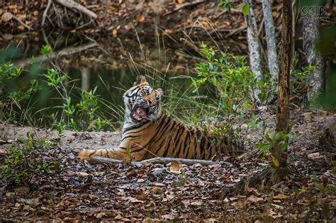 Bandhavgarh Tijger