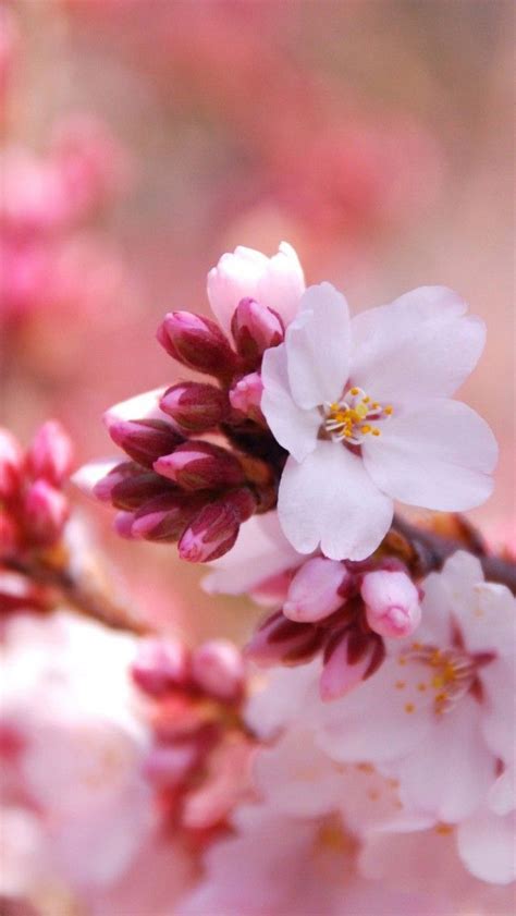 Download Charrey Blossom Iphone Wallpaper Hd 60vvf