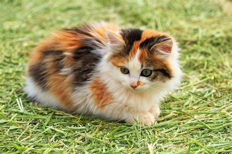 Understanding The Calico Cat Breed Info And Facts About It