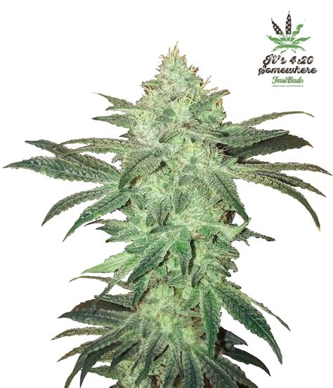 Stardawg Auto Cannabis Seeds By Fast Buds Seeds Buy Stardawg Auto