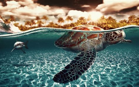 Sea Turtles Wallpapers Wallpaper Cave