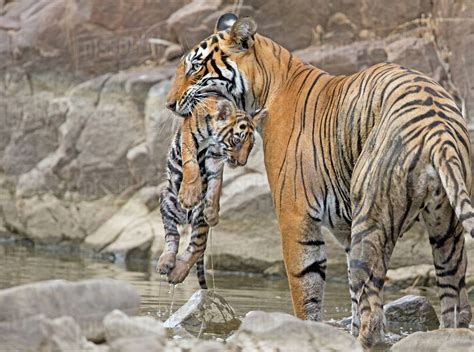 Bengal Tiger Panthera Tigris Tigris Female T19 Krishna Carrying 2