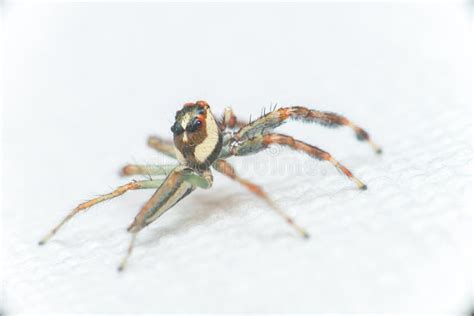 Male Two Striped Jumping Spider Telamonia Dimidiata Salticidae Resting