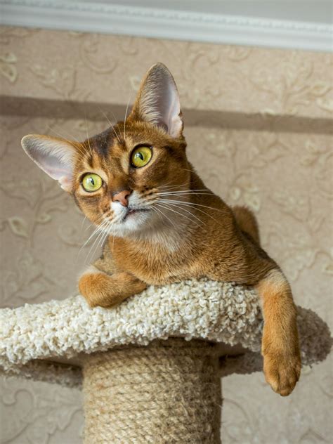 Watery Eyes in Cats - Cat Appy