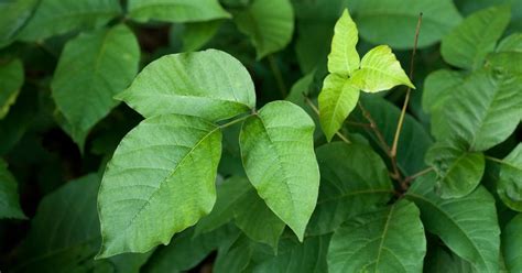Poison Ivy Worsening Due To Climate Change