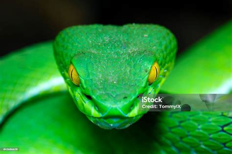 Green Pit Viper Stock Photo Download Image Now Snake Head Animal