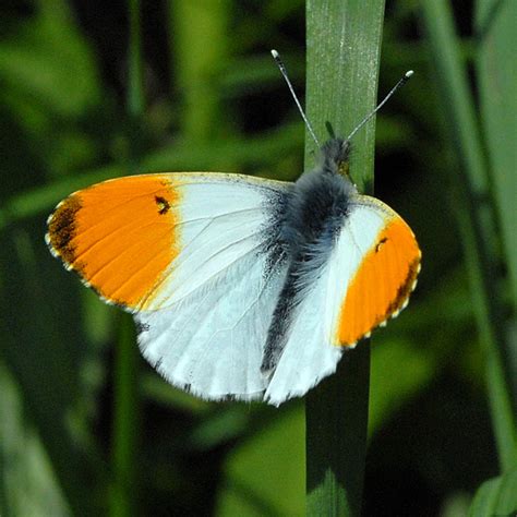 British Butterfly Anthocharis Cardamines Orange Tip Uk Latin Names