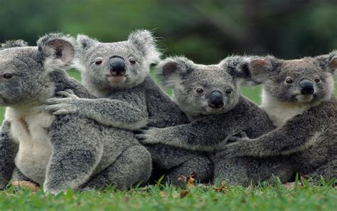 Фото животных австралии с названиями 90 фото