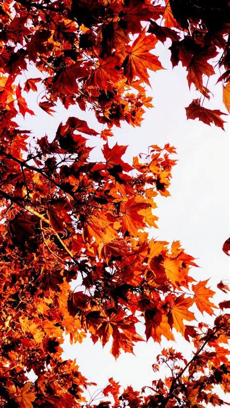 35 Best Autumn Iphone Wallpapers Templatefor Iphone Wallpaper Fall