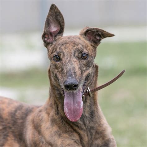 Greyhound adoptions across the country have increased, with one nsw rehoming body saying that they've doubled! Racing and Wagering Western Australia | Greyhounds as Pets