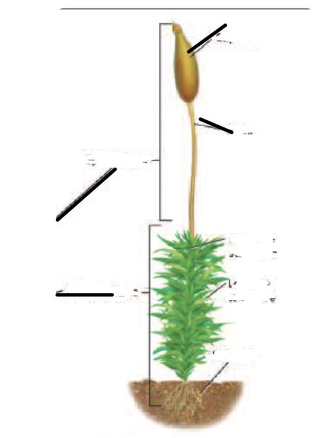 Plant Moss Parts Diagram Quizlet