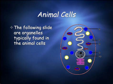 Ppt Cell Organelles Powerpoint Presentation Free Download Id5912104