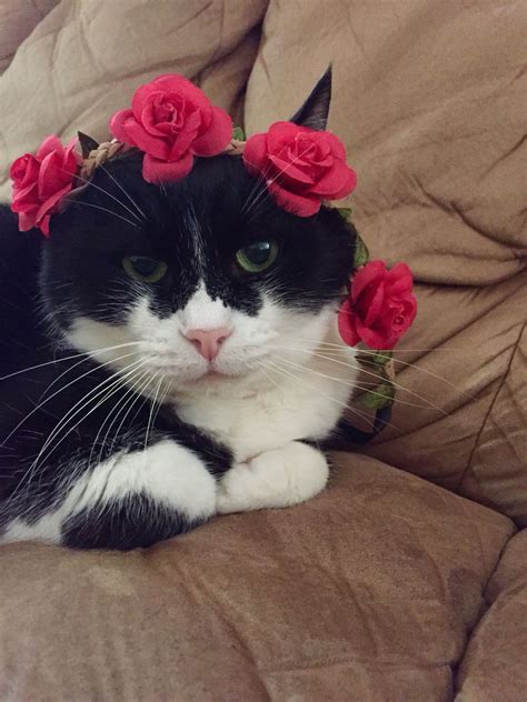 Cat With Flower Crown Pet Birds Beautiful Cats Cats