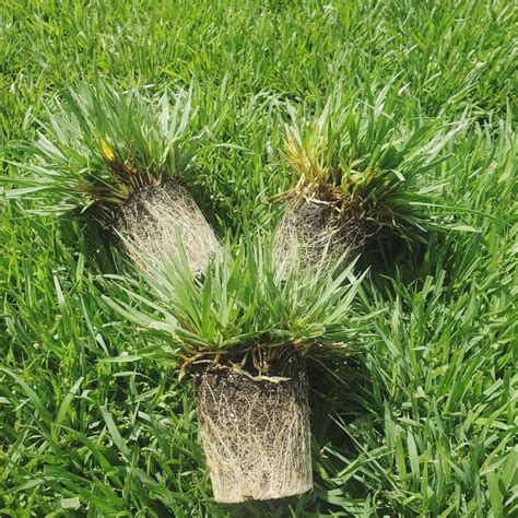 Zoysia Centipede And Bermuda Plugs Nc Grass Plugs