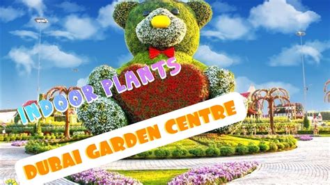 Indoor Plants Dubai Garden Centre Youtube