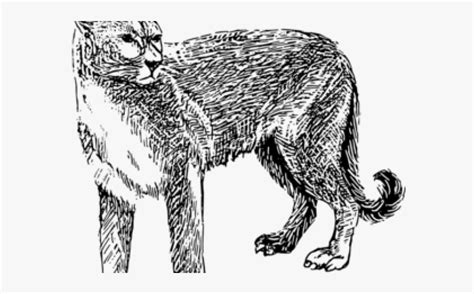 Wild animal drawings can be a fun and educational experience to help teach wild animal identification and coloring. Cougar Clip Art For Kids , Free Transparent Clipart ...