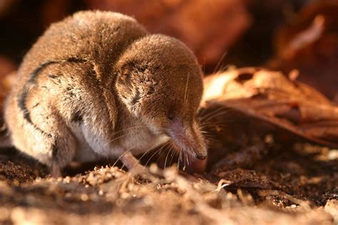 Tiny Pygmy Shrew Has The Fastest Heartbeat Of Any Mammal Greenpage
