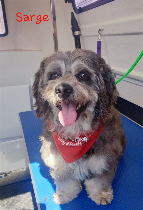 Another fur-tastic week has... - Jim's Dog Wash And Grooming