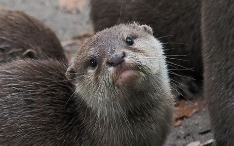 Up to 40 mins of transcription per recording. Aquarium Apologizes For Fat-Shaming Its Own Otter - WCCO ...