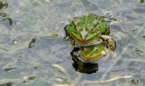 Free Picture Amphibian Nature Green Frog Green Leaf Swamp Animal