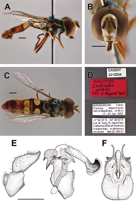 Ischiodon Astales Sp N Male Holotype Casent 2210258 A Habitus