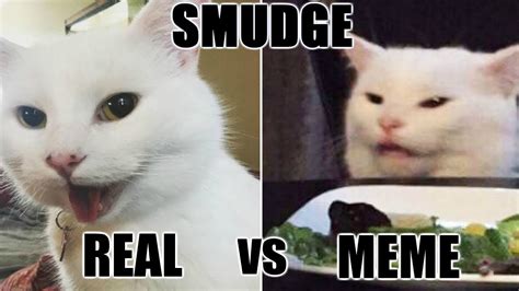 Smudge The Cat And His Owner Give Us The Full Scoop On How He Became An Internet Star And The