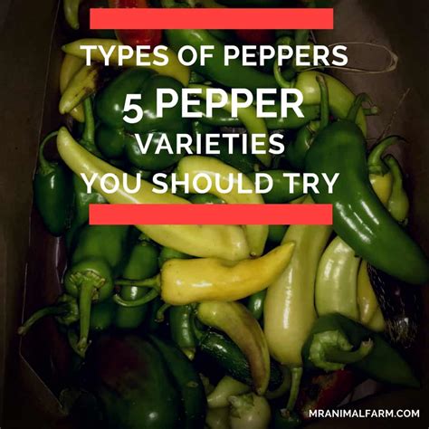 types of peppers 5 pepper varieties you should try