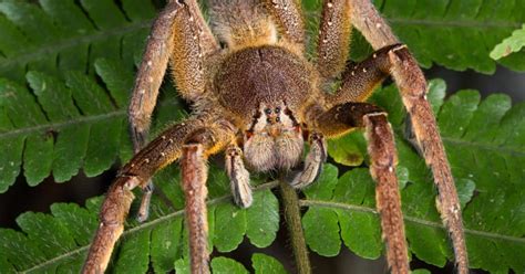 Spider Venom Types Effects And Treatments Glenlivet Wildlife