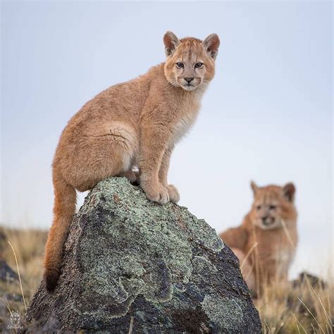 Pumas Photo By Siberianart Discoverwildlife Animal Planet Cats