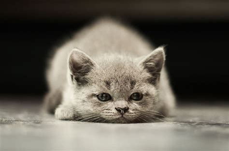 8 Signs Your Cat Is Depressed — Pet Central By Chewy