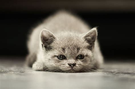 Depression and boredom can be quite similar, yet are distinctly different from each other. 8 Signs Your Cat Is Depressed — Pet Central by Chewy