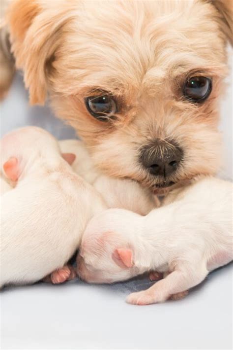 A one week old puppy should be sleeping almost 90% of the day! Newborn puppies shih tzu dog with adult mother #shihtzu in ...
