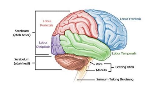 Bagian Bagian Otak Dan Fungsinya ITugas Com