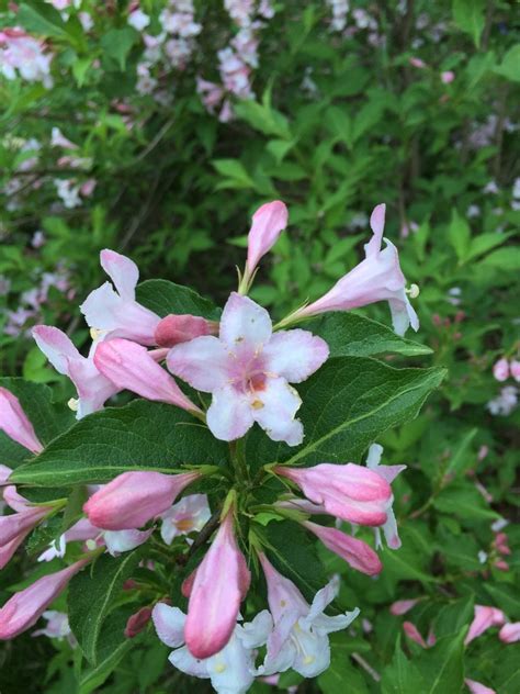 You can define the name of the plant not only byleaves, but also on the root system or inflorescences. Identification Of Pink Flowering Perennial | Flowers Forums
