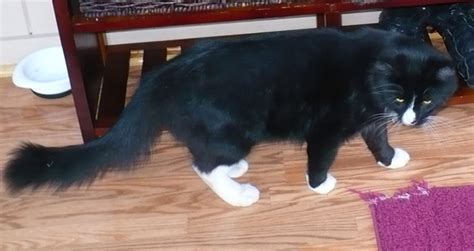 Tuxedo is not a separate breed of cat. Cat Finders » Blog Archive » Found: fluffy black cat with ...