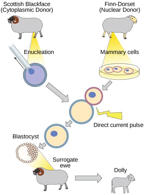 Cloning And Genetic Engineering · Concepts Of Biology
