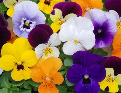 Pansy Flower Seeds 50pcs Mixed Color Etsy