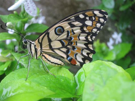 A Close Up Of A Butterfly On Some Leaves
