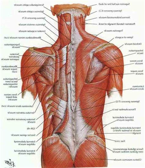 Muscles that act on the back. Lower Back Muscle Anatomy | MedicineBTG.com