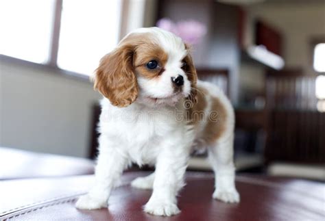 Cavalier King Charles Spaniel Puppy 3 Months Stock Photo Image Of